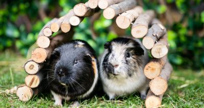 GPAW 2023 theme announced as 'Rescue & Rehome'